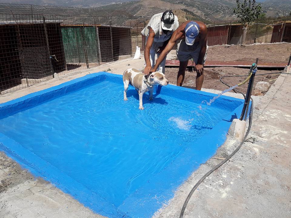 piscinetta per cani