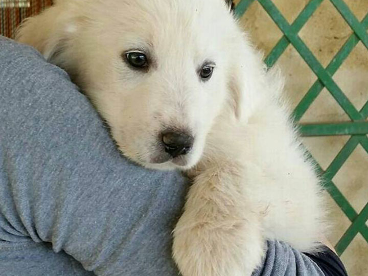 cucciolo di cane