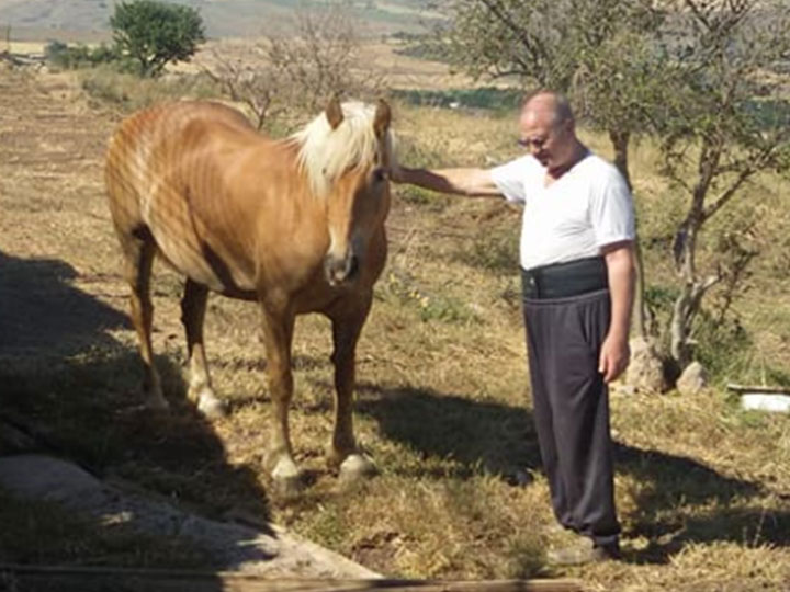 il cavallo