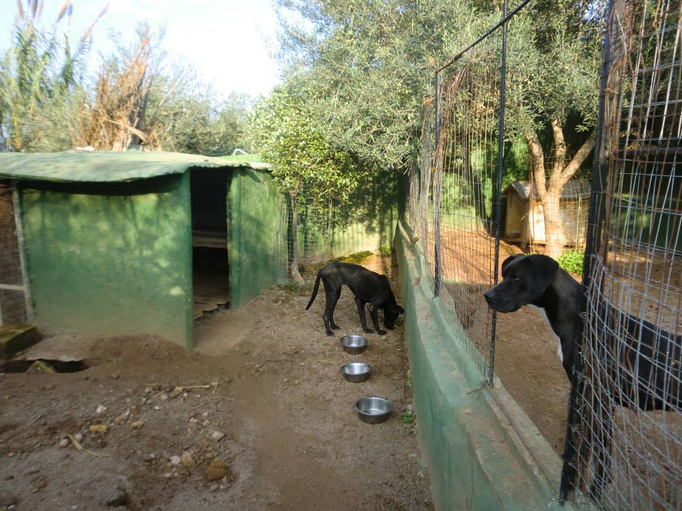 amici cani