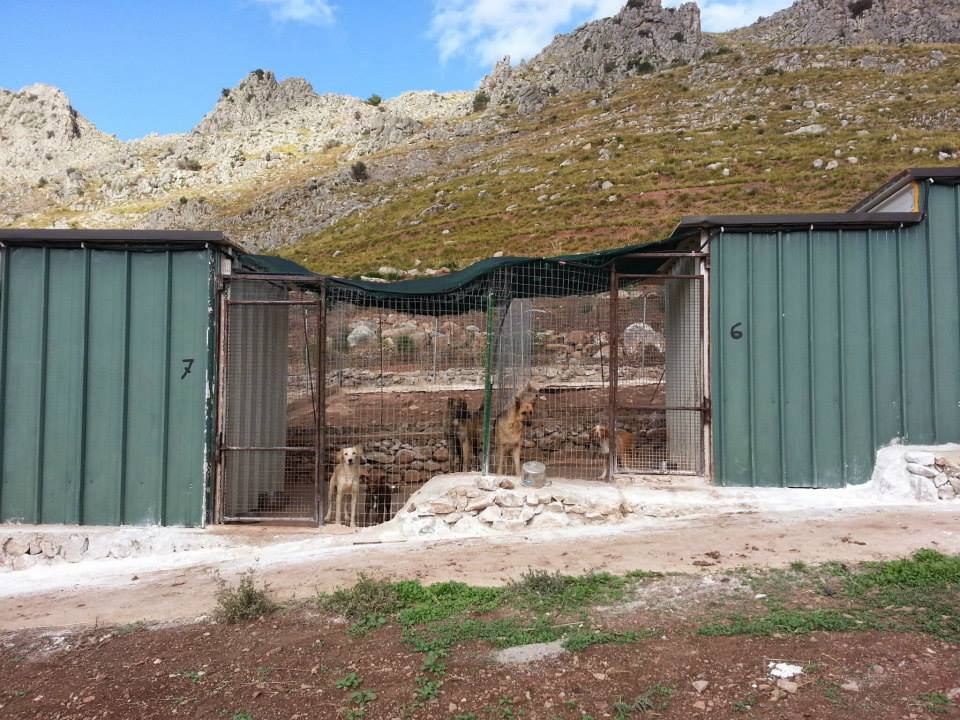rifugio cani