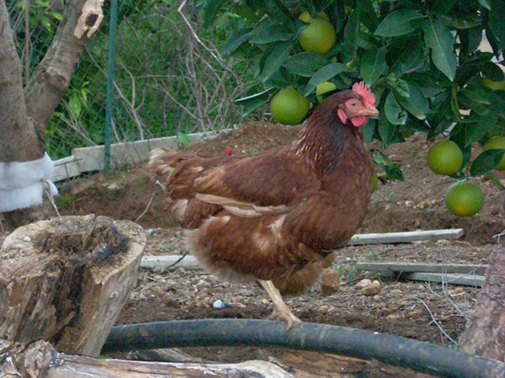le nostre gallene