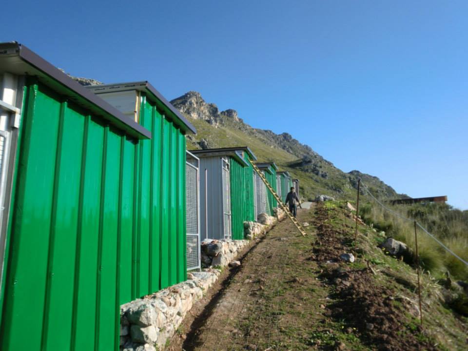 casette verdi