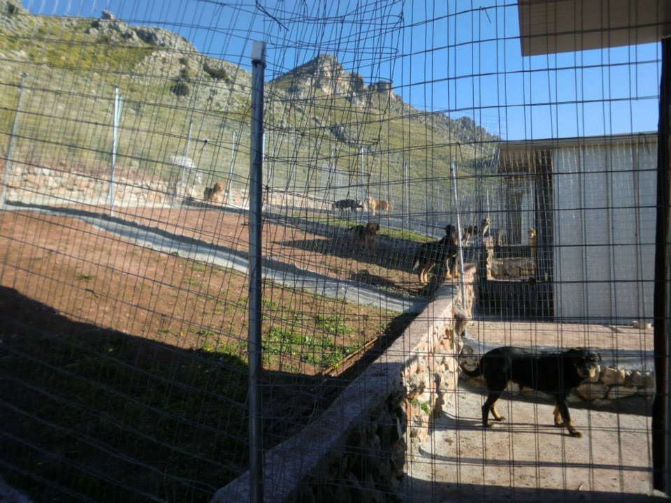 ampi recinti per cani