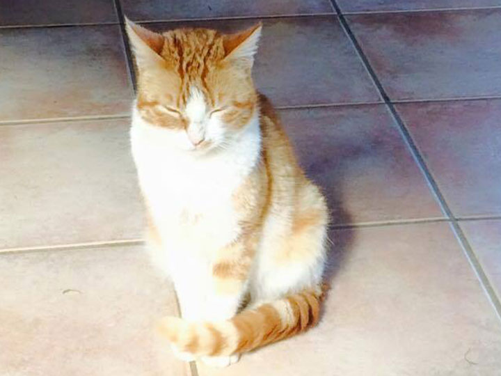 il nostro gatto